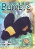 TY Beanie Babies BBOC Card - Series 2 Retired (SILVER) - BUMBLE the Bee (Mint)